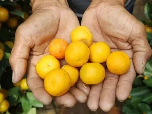 5 Fakta Jeruk Kimkit yang Viral dan Kulitnya Bisa Dimakan