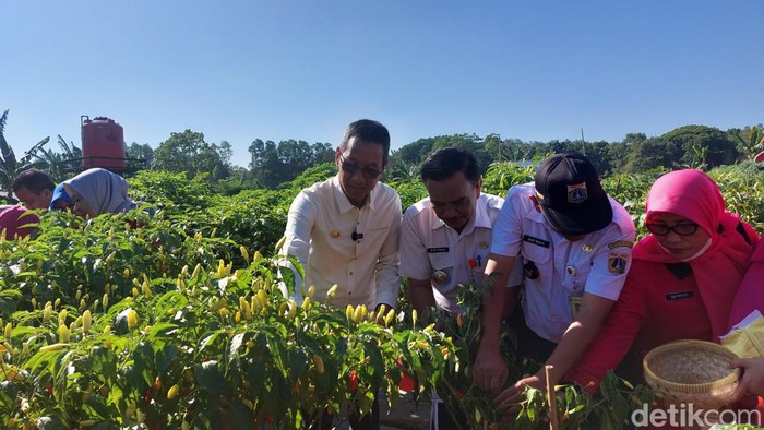 Heru Budi Pimpin Panen Raya 2,1 Ton Cabai di Cibubur Jaktim