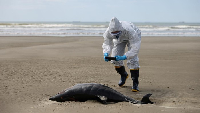 A team from the Laboratory of Ecology and Conservation of Marine Megafauna at the Federal University of Rio Grande (ECOMEGA), measures a dead porpoise on the coast of the Atlantic Ocean, during an outbreak of Bird Flu, in Sao Jose do Norte, in the State of Rio Grande do Sul, Brazil, November 21, 2023. REUTERS/Diego Vara