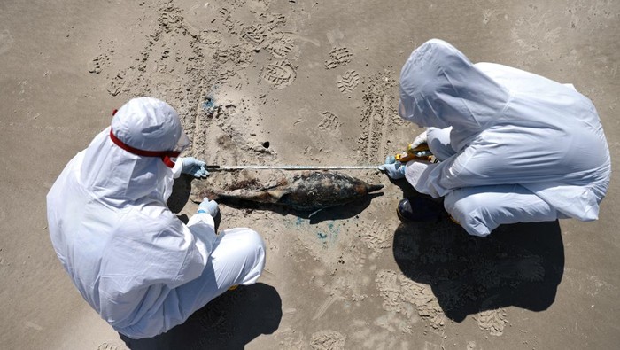 A team from the Laboratory of Ecology and Conservation of Marine Megafauna at the Federal University of Rio Grande (ECOMEGA), measures a dead porpoise on the coast of the Atlantic Ocean, during an outbreak of Bird Flu, in Sao Jose do Norte, in the State of Rio Grande do Sul, Brazil, November 21, 2023. REUTERS/Diego Vara