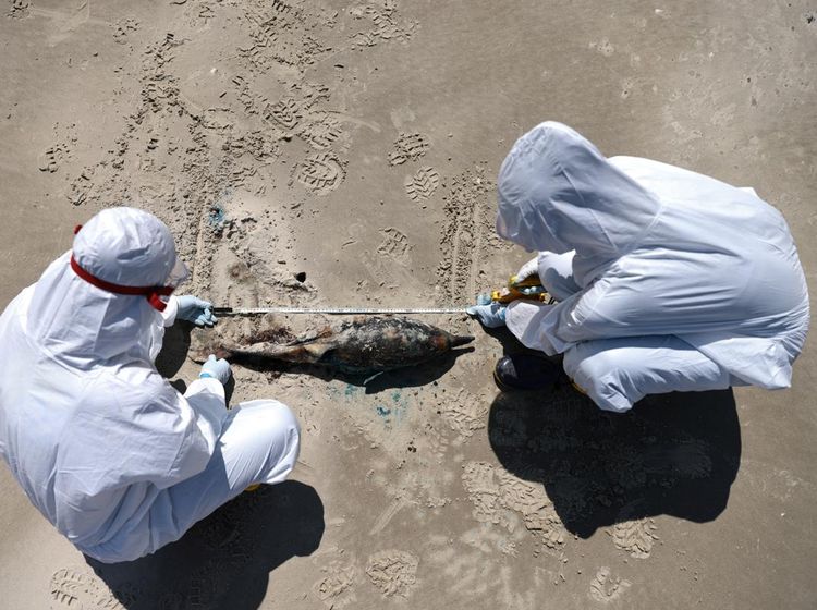 Hewan-hewan Mati Terdampar di Brasil Akibat Wabah Flu Burung