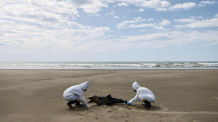 A team from the Laboratory of Ecology and Conservation of Marine Megafauna at the Federal University of Rio Grande (ECOMEGA), measures a dead porpoise on the coast of the Atlantic Ocean, during an outbreak of Bird Flu, in Sao Jose do Norte, in the State of Rio Grande do Sul, Brazil, November 21, 2023. REUTERS/Diego Vara