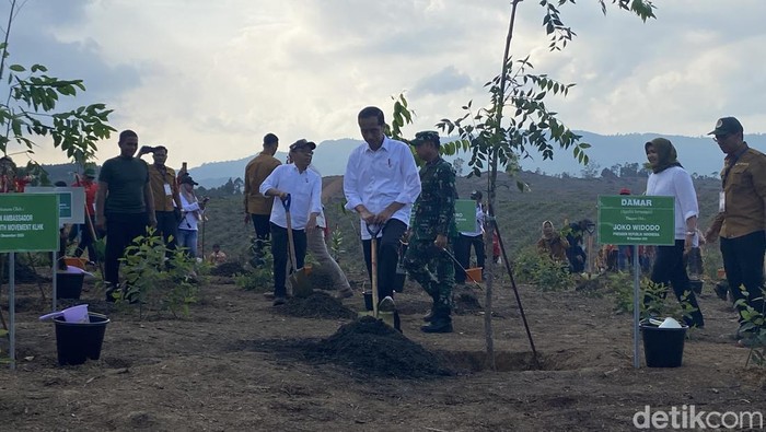 Jokowi lakukan penanaman pohon di 3 titik yang termasuk dalam kawasan IKN.