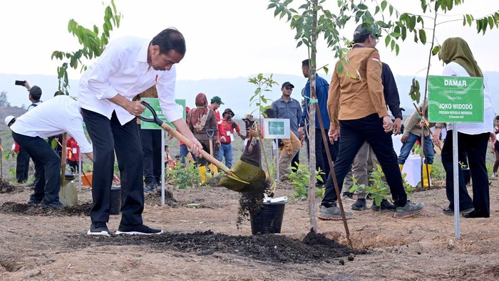 Jokowi menanam pohon bersama dengan masyarakat dan siswa sekolah di lokasi Rehabilitasi Hutan dan Lahan Kawasan Inti Pusat Pemerintahan (KIPP), di Kawasan IKN.