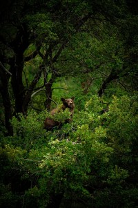 Karya Siena International Photo Awards 2023