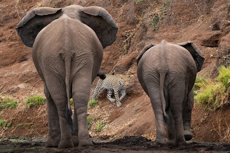 Karya Siena International Photo Awards 2023