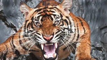 Seekor harimau membunuh sekitar 436 orang di Nepal dan daerah Kuamon di India pada pergantian abad ke-20. Meskipun jarang sekali harimau menyerang manusia - apalagi memakannya - diyakini bahwa seiring berjalannya waktu, Harimau Champawat menjadi tergantung pada daging manusia untuk bertahan hidup. Ketika habitat alaminya berupa padang rumput dan hutan dihancurkan untuk membuka lahan untuk kayu dan lahan pertanian, dan hewan-hewan lebih kecil bermigrasi atau menjadi langka karena perburuan liar, tampaknya tidak ada pilihan lain selain menyerang desa-desa di dekatnya untuk mendapatkan makanan. Kekuasaannya yang penuh teror berlangsung selama hampir satu dekade hingga akhirnya ia terbunuh pada tahun 1907. (Foto: Buzzfeed)