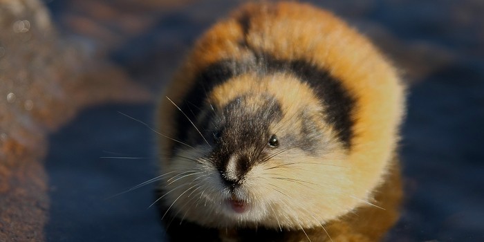 Lemming hewan pengerat mirip hamster
