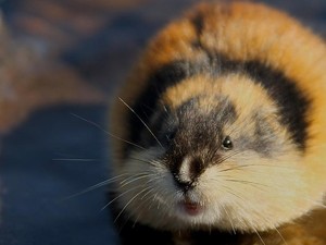 Benarkah Hewan Lemming Dapat Melakukan Bunuh Diri Massal? Ini Faktanya