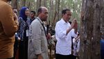Momen Jokowi Tinjau Miniatur Hutan Hujan Tropis di IKN Nusantara