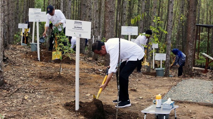 Momen Jokowi Tinjau Miniatur Hutan Hujan Tropis di IKN Nusantara Momen Jokowi Tinjau Miniatur Hutan Hujan Tropis di IKN Nusantara