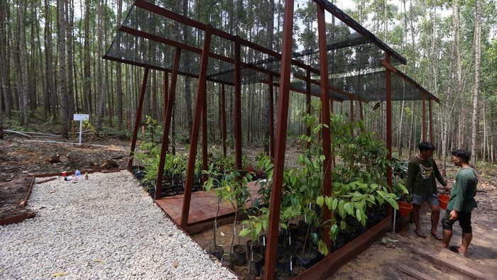 Momen Jokowi Tinjau Miniatur Hutan Hujan Tropis di IKN Nusantara
