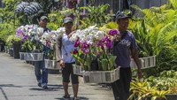 Pedagang mengaku menjelang Natal dan Tahun Baru 2024, penjualan tanaman hias meningkat 50 persen dibandingkan hari biasa. 