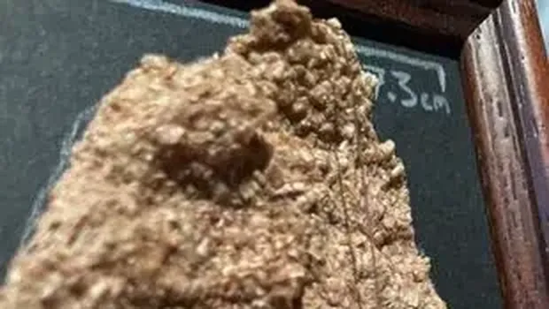Potongan Sereal Ukuran Jumbo Langka Ini Harganya Rp 3,2 Miliar!