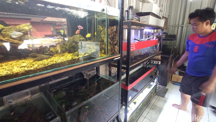 Aquascape Cirebon.