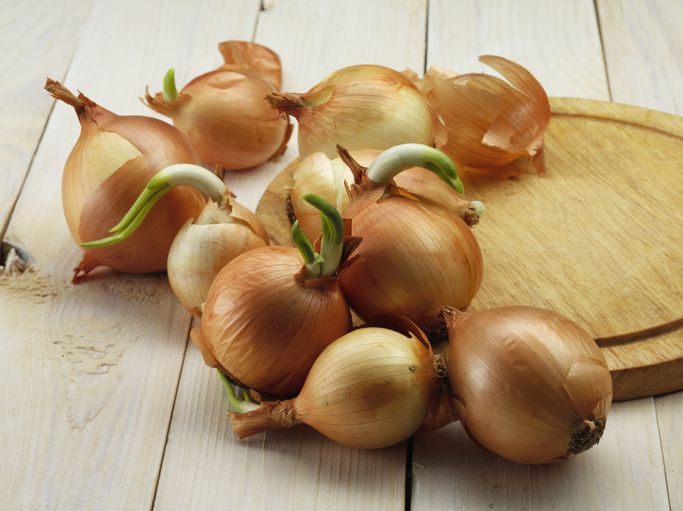 Bawang bombai