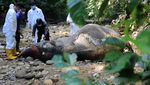 BKSDA Bedah Gajah Sumatera untuk Cari Penyebab Kematiannya