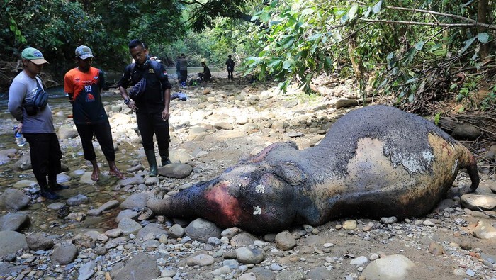 Pembedahan Gajah Sumatera mati di Aceh Barat
Petugas BKSDA Aceh bersama tim dokter hewan membedah bangkai gajah Sumatera (Elephas maximus sumatrensis) saat proses nekropsi di kawasan Hutan Desa Lancong, Sungaimas, Aceh Barat, Aceh, Rabu (20/12/2023). Pembedahan gajah betina yang diperkirakan berusia lima tahun tersebut dilakukan untuk mengambil sejumlah sampel organ dalam tubuh gajah seperti cairan usus, limpa, hati, darah, potongan usus, jantung, dan kotoran guna uji laboratorium untuk memudahkan proses penyelidikan penyebab kematian.