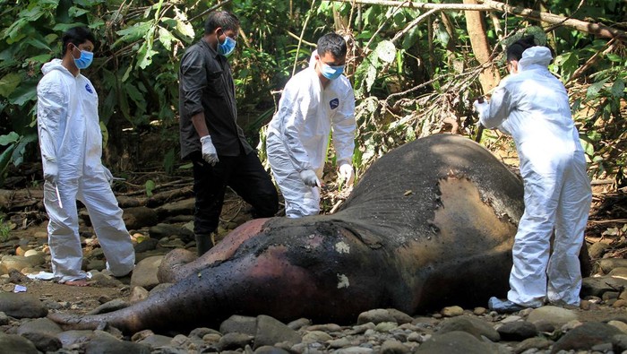BKSDA Bedah Gajah Sumatera untuk Cari Penyebab Kematiannya Pembedahan Gajah Sumatera mati di Aceh Barat
Petugas BKSDA Aceh bersama tim dokter hewan membedah bangkai gajah Sumatera (Elephas maximus sumatrensis) saat proses nekropsi di kawasan Hutan Desa Lancong, Sungaimas, Aceh Barat, Aceh, Rabu (20/12/2023). Pembedahan gajah betina yang diperkirakan berusia lima tahun tersebut dilakukan untuk mengambil sejumlah sampel organ dalam tubuh gajah seperti cairan usus, limpa, hati, darah, potongan usus, jantung, dan kotoran guna uji laboratorium untuk memudahkan proses penyelidikan penyebab kematian.