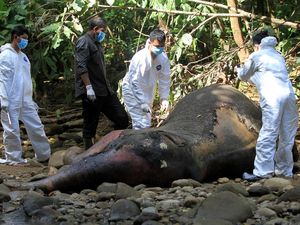 BKSDA Bedah Gajah Sumatera untuk Cari Penyebab Kematiannya