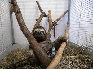 Malas Jadi Taktik Bertahan Hidup bagi Hewan Sloth, Kok Bisa?