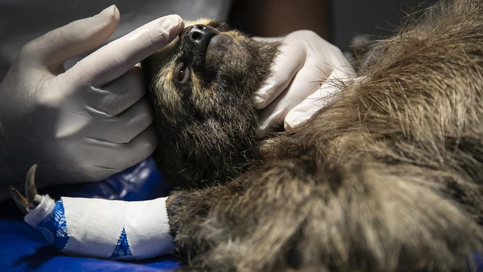 A sloth named Buba, whose paws were burned by an electrical discharge while climbing on high voltage wires, is soothed as she undergoes surgery at the Instituto Vida Livre, in Rio de Janeiro, Brazil, Wednesday, Dec. 20, 2023. The non-profit group which cares for and rehabilitates injured wild animals found around Rio, says that in the past year they have treated more than 40 animals that have been injured while climbing on power grid cables. (AP Photo/Bruna Prado)