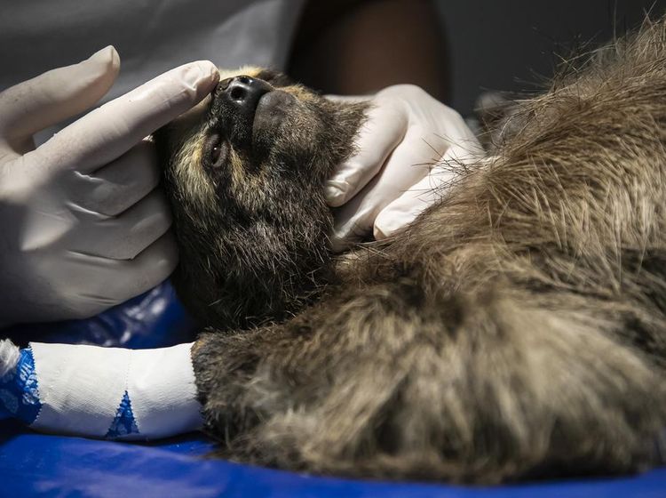 Kasihan, Puluhan Hewan di Brasil Terluka Imbas Panjat Kabel Listrik