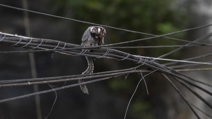 A sloth named Buba, whose paws were burned by an electrical discharge while climbing on high voltage wires, is soothed as she undergoes surgery at the Instituto Vida Livre, in Rio de Janeiro, Brazil, Wednesday, Dec. 20, 2023. The non-profit group which cares for and rehabilitates injured wild animals found around Rio, says that in the past year they have treated more than 40 animals that have been injured while climbing on power grid cables. (AP Photo/Bruna Prado)