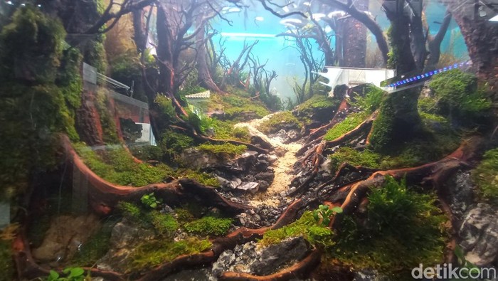 Koleksi Aquascape di toko milik Pepen