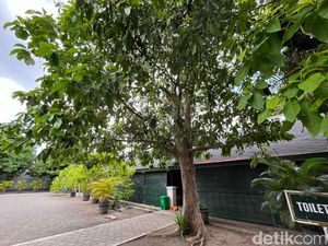 Pohon Berbuah Manis di Keraton Jogja Ternyata Disiram Dawet! Kenapa Ya?