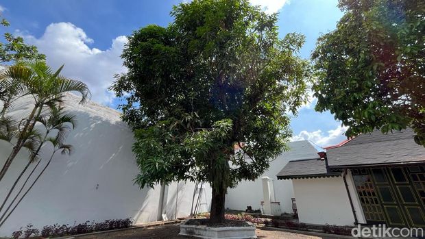 Salah satu pohon mangga di Kompleks Keraton Jogja, Rabu (20/12/2023). Foto: Anandio Januar/detikJogja
