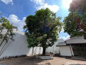 Perkenalkan! Mangga Semar dan Cempuro Ini Khas Keraton Jogja, Beda dari Lainnya