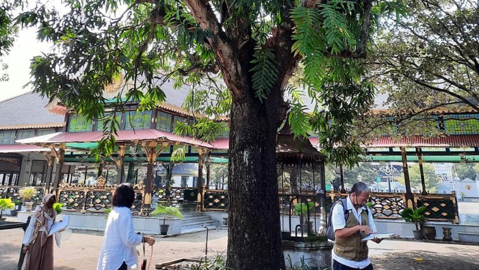 Pohon mangga Keraton Jogja konon berusia ratusan tahun. Konon koleksi Sultan HB I.