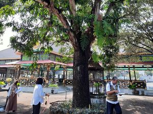 Ada Pohon Mangga Ratusan Tahun di Keraton Jogja, Konon Koleksi HB I
