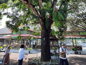 Ada Pohon Mangga Ratusan Tahun di Keraton Jogja, Konon Koleksi HB I