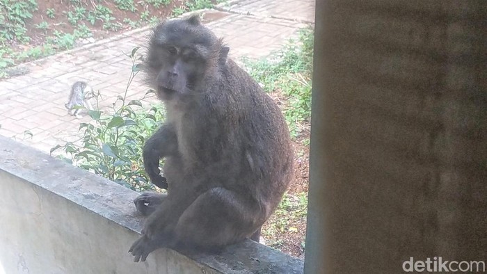 Teror monyet liar di Kampung Anggayuda, Desa Pamuruyan, Kecamatan Cibadak, Kabupaten Sukabumi.
