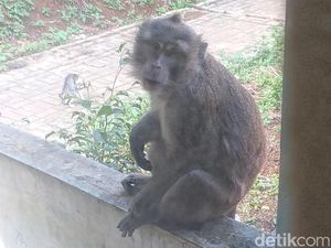 5 Fakta Ekspansi Monyet Liar ke Permukiman Warga Cibadak Sukabumi