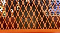 Tiga orangutan sumatera yang diperdagangkan dipulangkan dari Thailand ke Indonesia.
