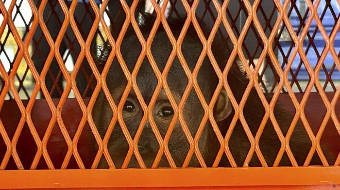 Thailand Kembalikan 3 Orangutan Sumatera Korban Selundupan ke Indonesia Officials prepare crates containing orangutans to be repatriated to Indonesia, at Suvarnabhumi International Airport in Bangkok, Thailand, Thursday, Dec. 21, 2023. Three trafficked Sumatran orangutans were sent back from Thailand to Indonesia on Thursday as part of a joint effort between the countries to tackle the illegal wildlife trade. (AP Photo/Jintamas Saksornchai)