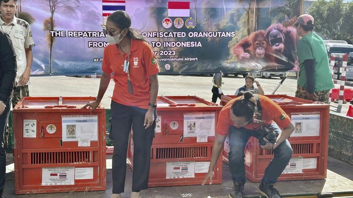 Thailand Kembalikan 3 Orangutan Sumatera Korban Selundupan ke Indonesia Officials prepare crates containing orangutans to be repatriated to Indonesia, at Suvarnabhumi International Airport in Bangkok, Thailand, Thursday, Dec. 21, 2023. Three trafficked Sumatran orangutans were sent back from Thailand to Indonesia on Thursday as part of a joint effort between the countries to tackle the illegal wildlife trade. (AP Photo/Jintamas Saksornchai)