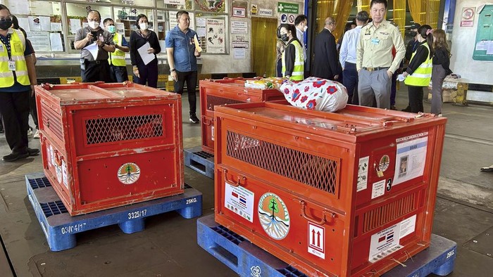 Thailand Kembalikan 3 Orangutan Sumatera Korban Selundupan ke Indonesia Officials prepare crates containing orangutans to be repatriated to Indonesia, at Suvarnabhumi International Airport in Bangkok, Thailand, Thursday, Dec. 21, 2023. Three trafficked Sumatran orangutans were sent back from Thailand to Indonesia on Thursday as part of a joint effort between the countries to tackle the illegal wildlife trade. (AP Photo/Jintamas Saksornchai)