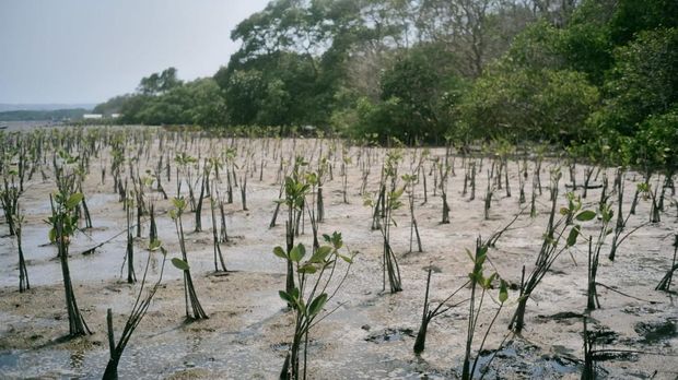 Akulaku Group memulai inisiatif untuk berkontribusi dalam upaya pelestarian linhkungan dengan menanamkan 1001 mangrove di Teluk Benoa, pada 10 November 2023