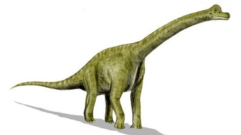 Brachiosaurus adalah dinosaurus herbivora. Ciri khasnya leher yang panjang, tubuh besar, dan kaki depan yang lebih panjang dari kaki belakang. Panjang tubuh sekitar 26-30 meter dan tinggi sekitar 12-15 meter, mereka adalah salah satu dinosaurus darat terbesar. Brachiosaurus menjadi semakin populer saat ia muncul dalam film Jurassic Park tahun 1993 lalu. Foto: Wikimedia Commons/Nobu Tamura