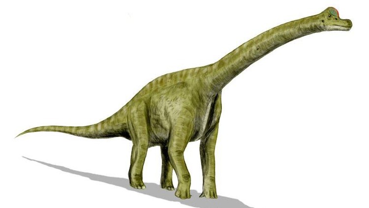 Dinosaurus dari keluarga sauropoda.