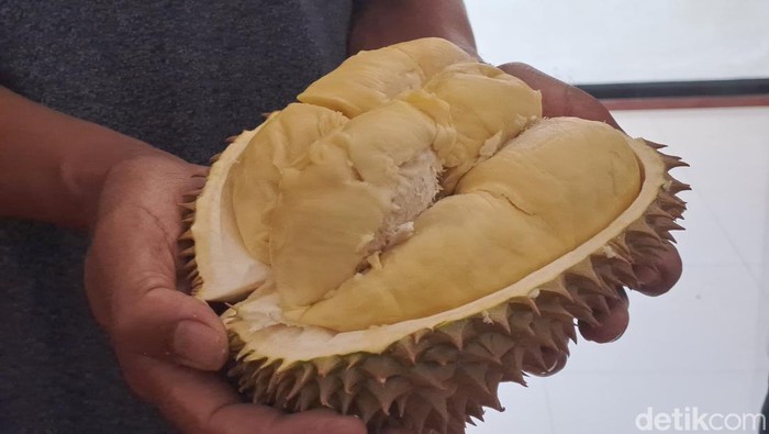 Penampakan Durian Pogog Desa Tengger, Kecamatan Puhpelem, Kabupaten Wonogiri, saat ditemui pada Rabu (20/12/2023).