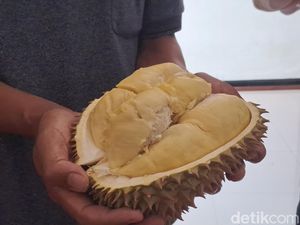 Nikmatnya Durian Pogog Khas Wonogiri, Berdaging Kuning Tebal nan Manis