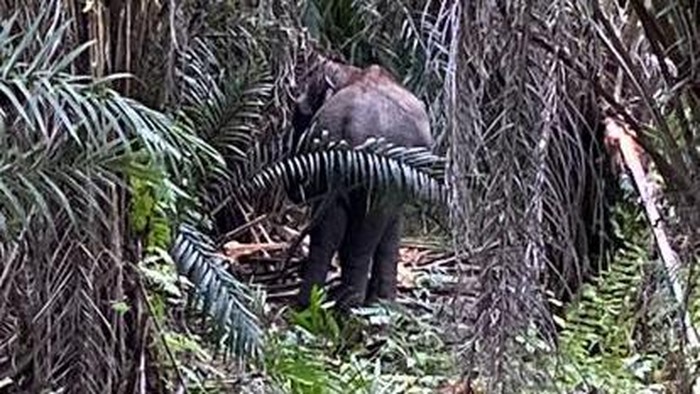 Gajah Sumatera di seputaran gudang KPU Kabupaten Pelalawan. (Istimewa)