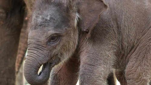 Gama, bayi gajah sumatera yang baru lahir di Bali Zoo.