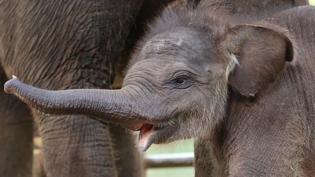 Gama, bayi gajah sumatera yang baru lahir di Bali Zoo.