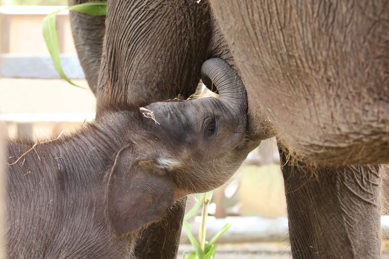Gama, bayi gajah sumatera yang baru lahir di Bali Zoo.